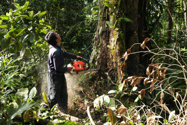 Best Root Management and Removal  in Patton Village, TX