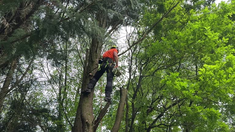 Seasonal Cleanup in Patton Village, TX